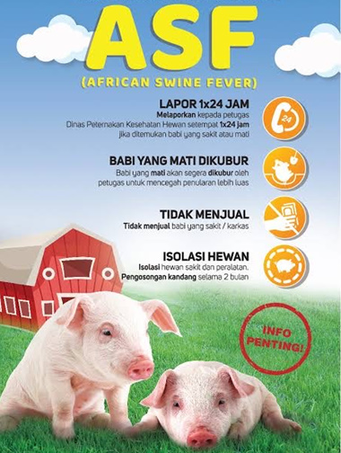 Wabah Mematikan ASF Kembali Mengancam Ternak Babi, Dinas Peternakan Nagekeo Umumkan Peringatan