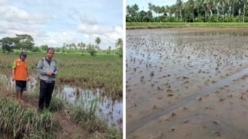 Respon cepat balai penyuluhan pertanian kelurahan tiroang atas laporan warga mengenai dampak banjir yang melanda persawahan