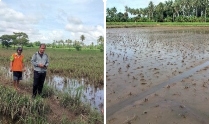 Respon cepat balai penyuluhan pertanian kelurahan tiroang atas laporan warga mengenai dampak banjir yang melanda persawahan