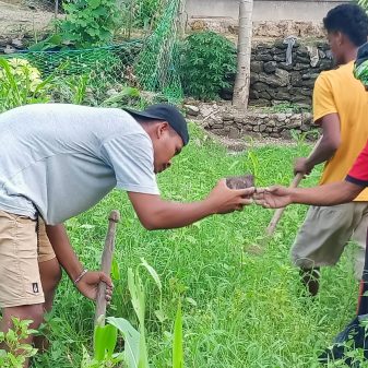 Gagas Program Kepue Due, Tim Kampung Adat Dara Rae Dabba Tanam Ratusan Pohon Lontar di Sabu Raijua