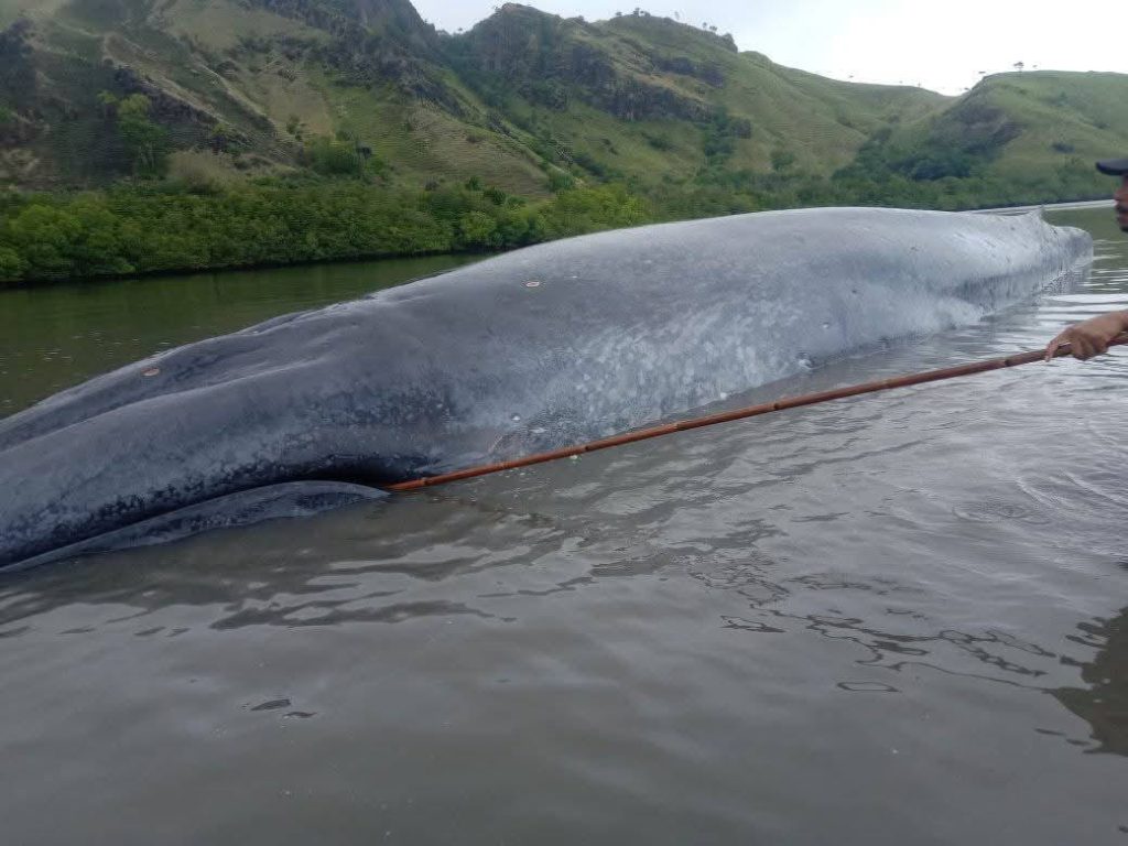 Seekor Ikan Paus Terdampar Di Perairan Laut Dangkal Wilayah Riung Ngada Flores