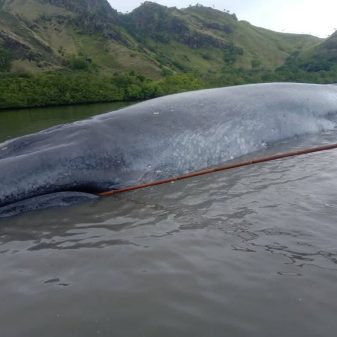 Seekor Ikan Paus Terdampar Di Perairan Laut Dangkal Wilayah Riung Ngada Flores