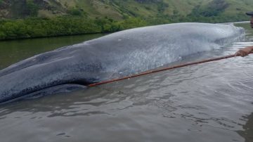 Seekor Ikan Paus Terdampar Di Perairan Laut Dangkal Wilayah Riung Ngada Flores