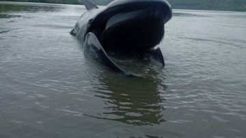 Hari Ketiga Evakuasi Ikan Paus Terdampar di Laut Dangkal Sambinasi Riung Ngada