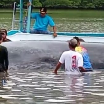 Aksi Heroik Petugas dan Warga Riung Flores Selamatkan Ikan Paus Terdampar
