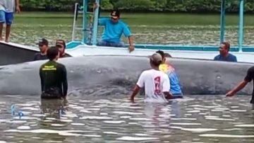 Aksi Heroik Petugas dan Warga Riung Flores Selamatkan Ikan Paus Terdampar
