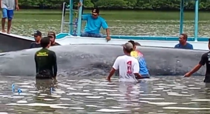Aksi Heroik Petugas dan Warga Riung Flores Selamatkan Ikan Paus Terdampar