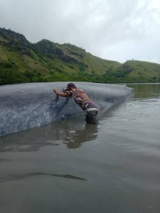 Foto Ikan Paus yang terdampar di perairan dangkal Riung Ngada