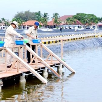 Dorong Swasembada Pangan dan Ekonomi Biru, Presiden Prabowo Tinjau Kawasan BLUPPB Karawang