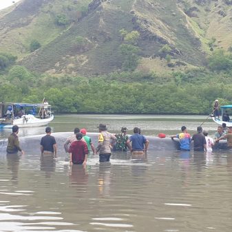 Kapolsek Riung Pastikan Upaya Penyelamatan Ikan Paus Yang Terdampar Terus Dilakukan