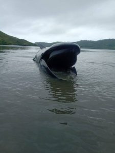 Foto Ikan Paus yang terdampar di perairan dangkal Riung Ngada