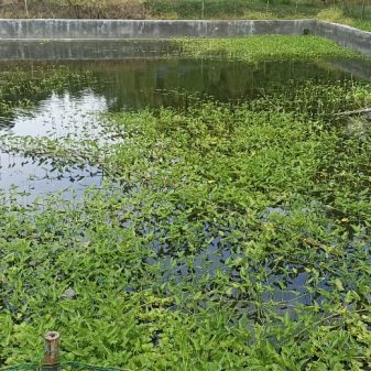 Program Ketahan Pangan Dana Desa Cibogo,  Diduga untuk Kepentingan Pribadi