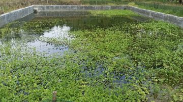 Program Ketahan Pangan Dana Desa Cibogo,  Diduga untuk Kepentingan Pribadi