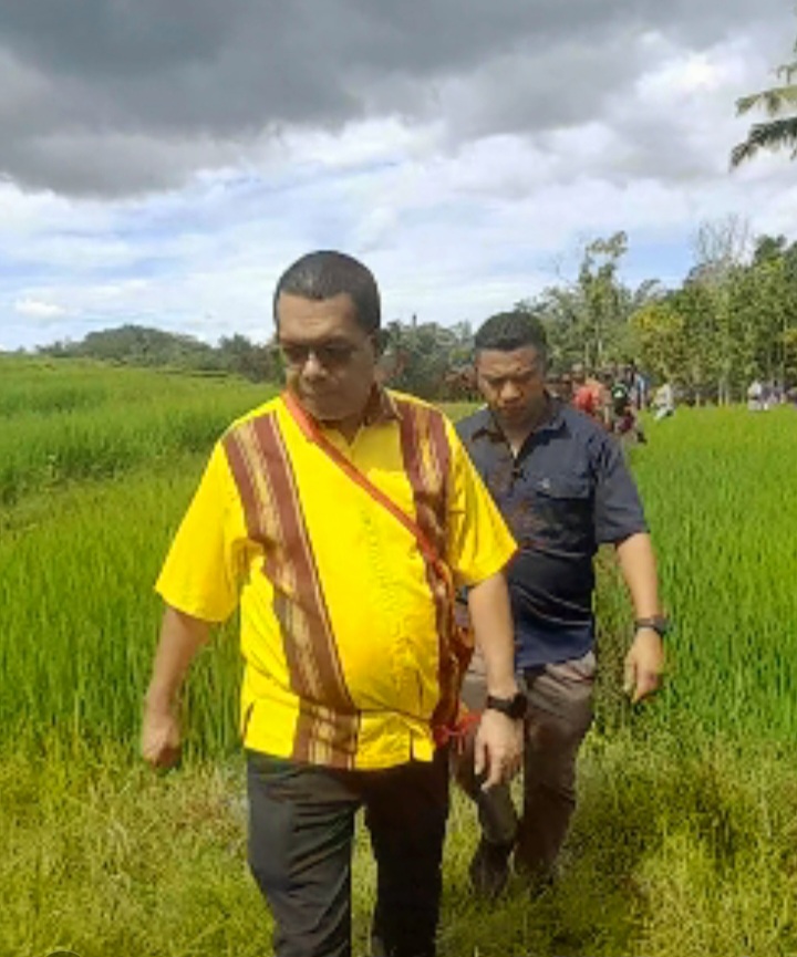 Dorong Lumbung Pangan, Gubernur NTT Melki Laka Lena Sisir Persawahan Soa Ngada