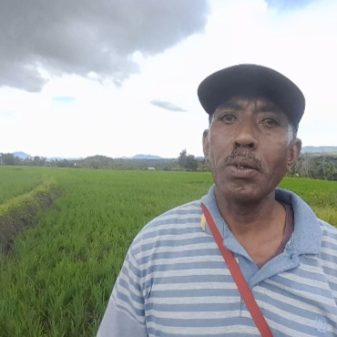 Atasi Gagal Panen, Petani Padi Sawah Soa Ngada Minta Perhatikan Obat Pengendali Hama