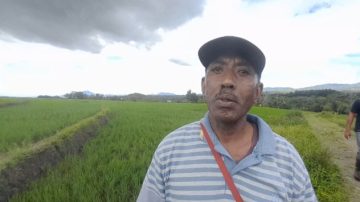 Atasi Gagal Panen, Petani Padi Sawah Soa Ngada Minta Perhatikan Obat Pengendali Hama
