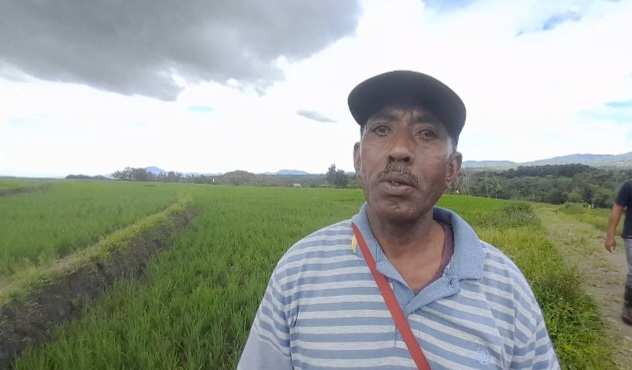 Atasi Gagal Panen, Petani Padi Sawah Soa Ngada Minta Perhatikan Obat Pengendali Hama