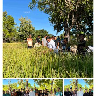 Ikut Panen Raya, Bupati Sabu Raijua : Sektor Pertanian Tulang Punggung Ekonomi