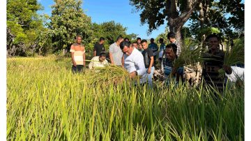 Ikut Panen Raya, Bupati Sabu Raijua : Sektor Pertanian Tulang Punggung Ekonomi