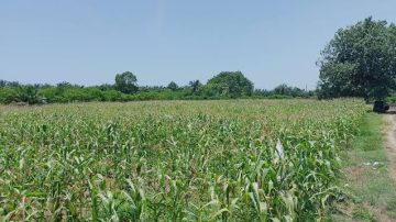 Kasus Pengancaman di Desa Taring Gowa, Anak TSK: Kebun Orang Tua Yang Dirusak, Malah Dijadikan Tersangka