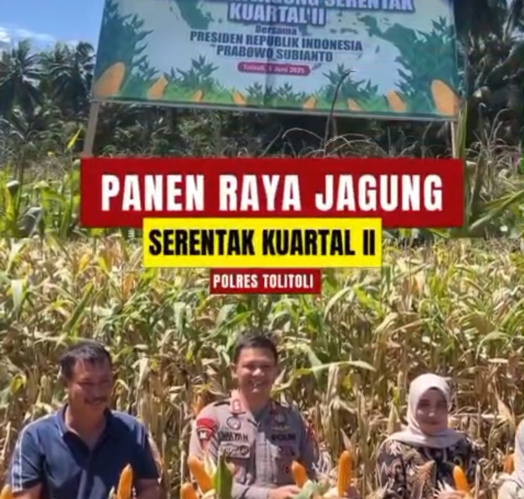 Polres Tolitoli dan Forkopimda Gelar Panen Raya Jagung Serentak