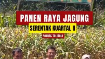 Polres Tolitoli dan Forkopimda Gelar Panen Raya Jagung Serentak
