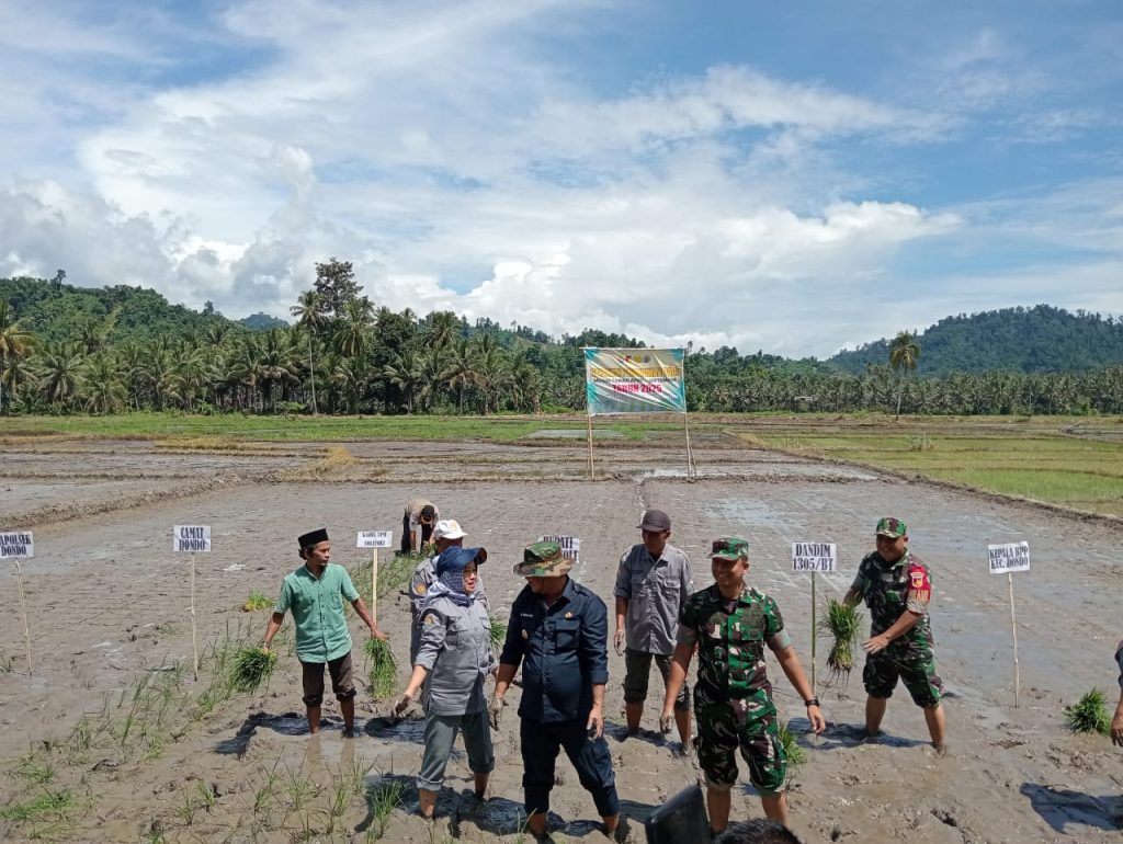 Gerakan Tanam Padi Musim April–September 2025 di Desa Betengon, Dondo: sinergi TNI, Pemda dan masyarakat