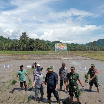Gerakan Tanam Padi Musim April–September 2025 di Desa Betengon, Dondo: sinergi TNI, Pemda dan masyarakat