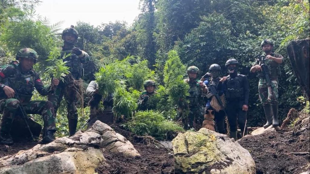 TNI Bongkar Ladang Ganja di Pegunungan Bintang Papua