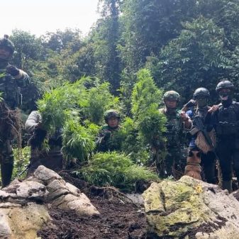 TNI Bongkar Ladang Ganja di Pegunungan Bintang Papua