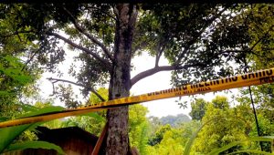TKP Pohon Cengkeh Korban ditemukan