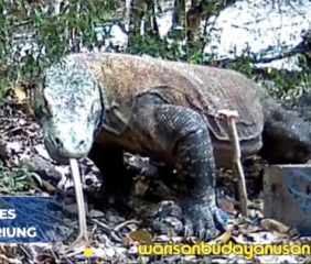 Mbou Satwa Purba Yang Masih Hidup di Riung Ngada NTT