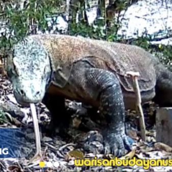 Mbou Satwa Purba Yang Masih Hidup di Riung Ngada NTT