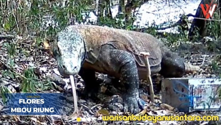 Mbou Satwa Purba Yang Masih Hidup di Riung Ngada NTT