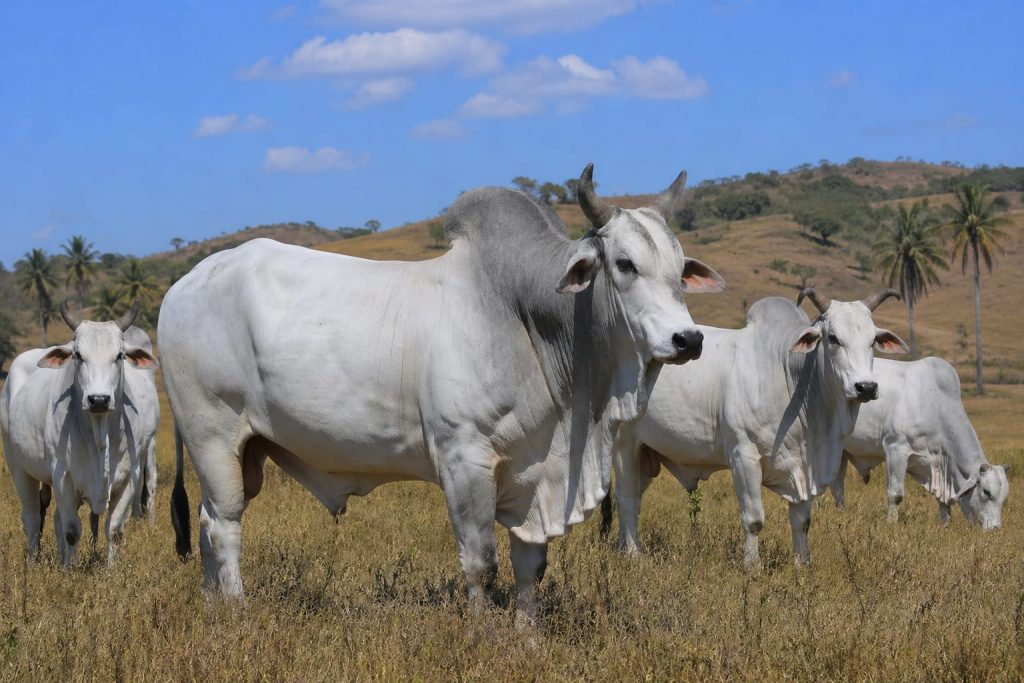 Jalur Akses Ternak Diperketat, Sumba Timur Wajibkan Uji Darah untuk Cegah Surra