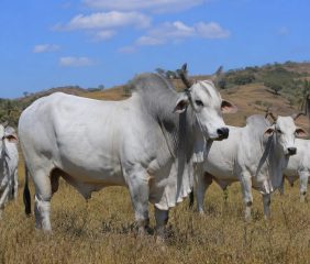 Jalur Akses Ternak Diperketat, Sumba Timur Wajibkan Uji Darah untuk Cegah Surra