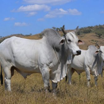 Jalur Akses Ternak Diperketat, Sumba Timur Wajibkan Uji Darah untuk Cegah Surra