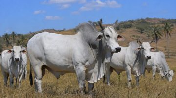 Jalur Akses Ternak Diperketat, Sumba Timur Wajibkan Uji Darah untuk Cegah Surra
