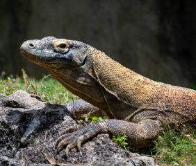 Polda Jatim Gagalkan Penyelundupan Seekor Komodo Manggarai Timur NTT ke Thailand