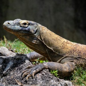 Polda Jatim Gagalkan Penyelundupan Seekor Komodo Manggarai Timur NTT ke Thailand