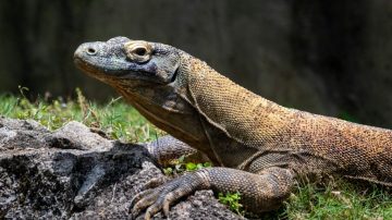 Polda Jatim Gagalkan Penyelundupan Seekor Komodo Manggarai Timur NTT ke Thailand