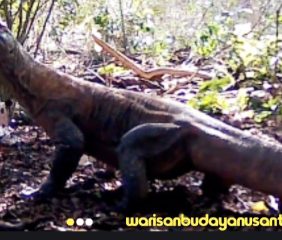 Varanus Komodoensis Riung Ngada NTT