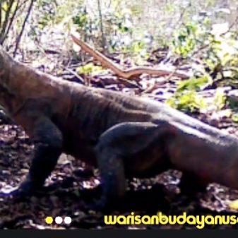 Varanus Komodoensis Riung Ngada NTT