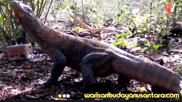 Varanus Komodoensis Riung Ngada NTT