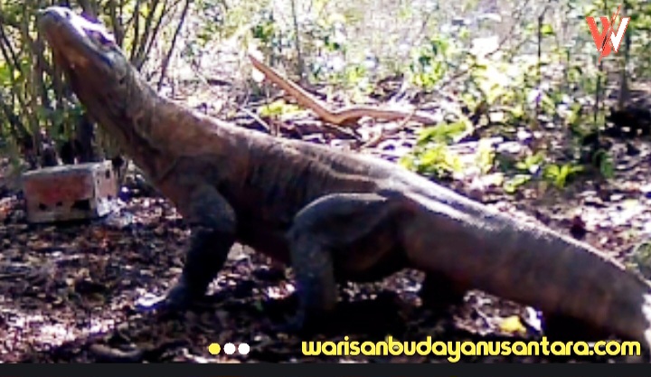 Varanus Komodoensis Riung Ngada NTT