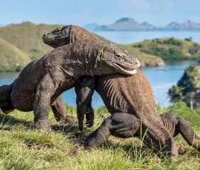 Indonesia Akan Kirim Sepasang Komodo untuk Pengembangbiakan di Jepang