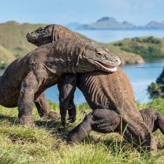 Indonesia Akan Kirim Sepasang Komodo untuk Pengembangbiakan di Jepang