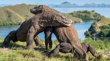 Indonesia Akan Kirim Sepasang Komodo untuk Pengembangbiakan di Jepang