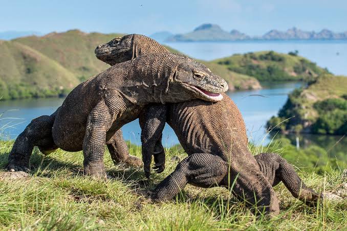 Indonesia Akan Kirim Sepasang Komodo untuk Pengembangbiakan di Jepang