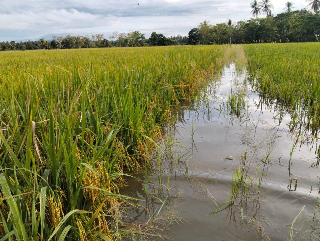 KLARIFIKASI GENANGAN SAWAH DI KEC. TIROANG BUKAN AKIBAT KELALAIAN PETUGAS PINTU AIR